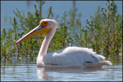 Great white pelican (Pelecanus onocrotalus), Lake Kerkini National Park, Central Macedonia.