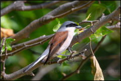 Red-backed shrike (Lanius collurio), Lake Kerkini National Park, Central Macedonia.