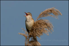 Great Reed Warbler (Acrocephalus arundinaceus), Lake Kerkini National Park, Central Macedonia.