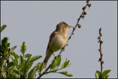 Eastern olivaceous warbler (Iduna pallida), Lake Kerkini National Park, Central Macedonia.