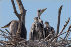 Grey Heron (Ardea cinerea) on nest with chicks, Lake Kerkini National Park, Central Macedonia.