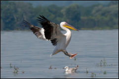 Great white pelican (Pelecanus onocrotalus), Lake Kerkini National Park, Central Macedonia.