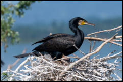 Great Cormorant (Phalacrocorax carbo) on nest with chick, Lake Kerkini National Park, Central Macedonia.