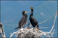 Great Cormorant (Phalacrocorax carbo) on nest with chick, Lake Kerkini National Park, Central Macedonia.