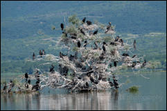 Great Cormorants (Phalacrocorax carbo), Lake Kerkini National Park, Central Macedonia.