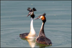 A pair of Great Crested Grebes (Podiceps cristatus), Lake Kerkini National Park, Central Macedonia.