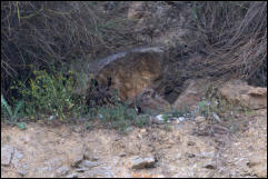 Eurasian eagle-owl (Bubo bubo) and chick, Lake Kerkini National Park, Central Macedonia.