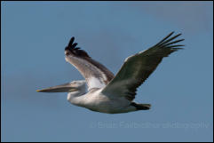 Dalmatian pelican (Pelecanus crispus), Lake Kerkini National Park, Central Macedonia.