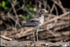 Senegal thick-knee (Burhinus senegalensis) 