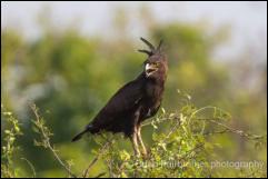 Long-crested eagle (Lophaetus occipitalis) 