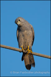 Grey kestrel (Falco ardosiaceus) 