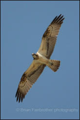 Osprey (Pandion haliaetus) 