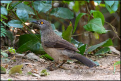 Brown babbler (Turdoides plebejus) 