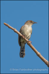Singing cisticola (Cisticola cantans) 
