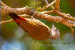 Grey Woodpecker (Dendropicos goertae) 