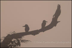 Giant Kingfishers (Megaceryle maxima) 