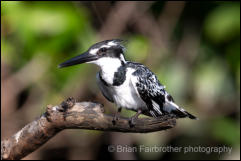 Pied Kingfisher (Ceryle rudis) 