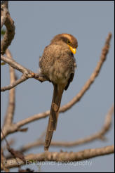 Yellow-billed Shrike (Corvinella corvina) 