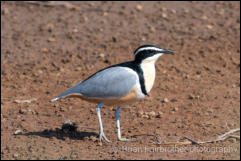 Egyptian plover (Pluvianus aegyptius) 