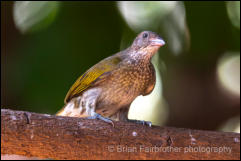 Spotted honeyguide (Indicator maculatus) 
