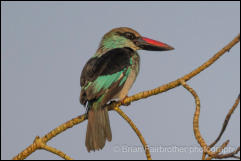 Blue-breasted kingfisher (Halcyon malimbica) 