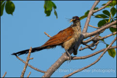 Senegal coucal (Centropus senegalensis) 