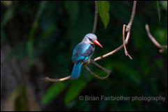 Woodland Kingfisher (Halcyon senegalensis) 