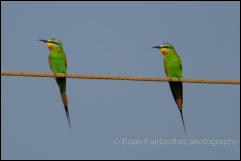 Blue-cheeked bee-eaters (Merops persicus) 