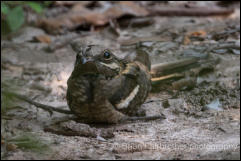 Long-tailed Nightjar (Caprimulgus climacurus) 