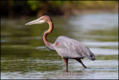Goliath Heron (Ardea goliath) 