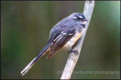 Grey Fantail (Rhipidura albiscapa) 