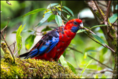 Crimson Rosella (Platycercus elegans) 