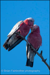 A pair of Galahs (Eolophus roseicapilla) 