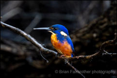 Azure Kingfisher (Ceyx azureus) 