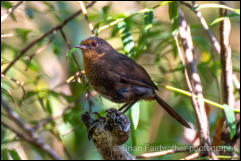 Pilotbird (Pycnoptilus floccosus) 