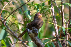 Pilotbird (Pycnoptilus floccosus) 