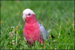 Galah (Eolophus roseicapilla) 
