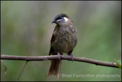 Lewin's Honeyeater (Meliphaga lewinii) 
