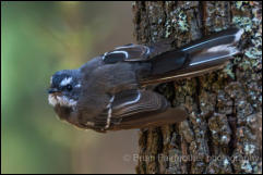 Grey Fantail (Rhipidura albiscapa) 