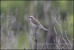 Tawny-crowned Honeyeater (Gliciphila melanops) 