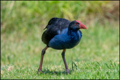 Australasian Swamphen (Porphyrio melanotus) 
