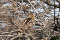 Latham's Snipe (Gallinago hardwickii) 