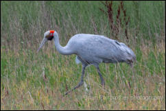 Brolga (Grus rubicunda) 