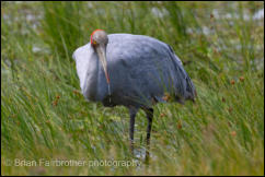 Brolga (Grus rubicunda) 
