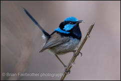 Superb Fairywren (Malurus cyaneus) 