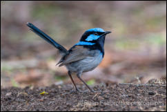 Superb Fairywren (Malurus cyaneus) 