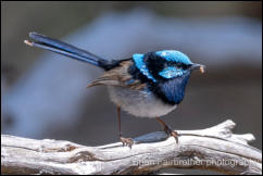 Superb Fairywren (Malurus cyaneus) 