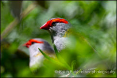 Red-browed Finch (Neochmia temporalis) 