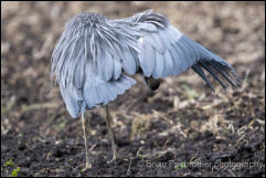 White-faced Heron (Egretta novaehollandiae) 