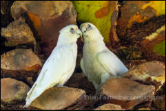 Little Corella (Cacatua sanguinea) 